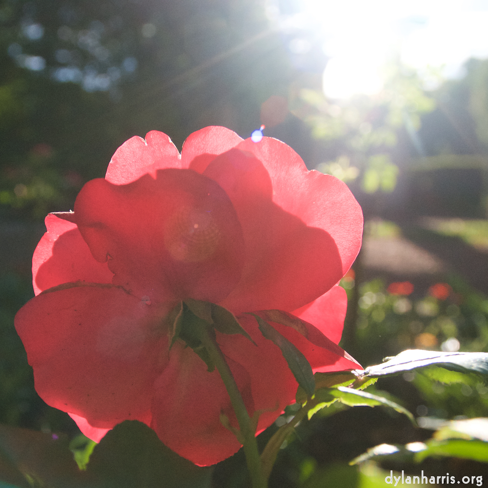 image: Voici &lsquo;fleurs&nbsp;d&rsquo;esch (lxv) 3&rsquo;.