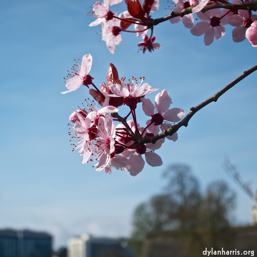 image: This is &lsquo;flower (v) 3&rsquo;.