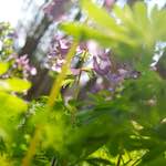 image: Image from the photoset &lsquo;flower (v)&rsquo;.