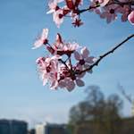 image: Image from the photoset &lsquo;flower (v)&rsquo;.