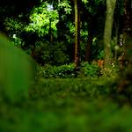 image: Image from the photoset &lsquo;parc (vi)&rsquo;.