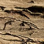 image: Image from the photoset &lsquo;parc (vi)&rsquo;.
