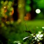 image: Image from the photoset &lsquo;parc (vi)&rsquo;.