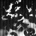 image: Image from the photoset &lsquo;parc (vi)&rsquo;.
