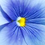 image: Image from the photoset &lsquo;escher blummen (xc)&rsquo;.