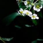image: Image from the photoset &lsquo;escher blummen (xc)&rsquo;.