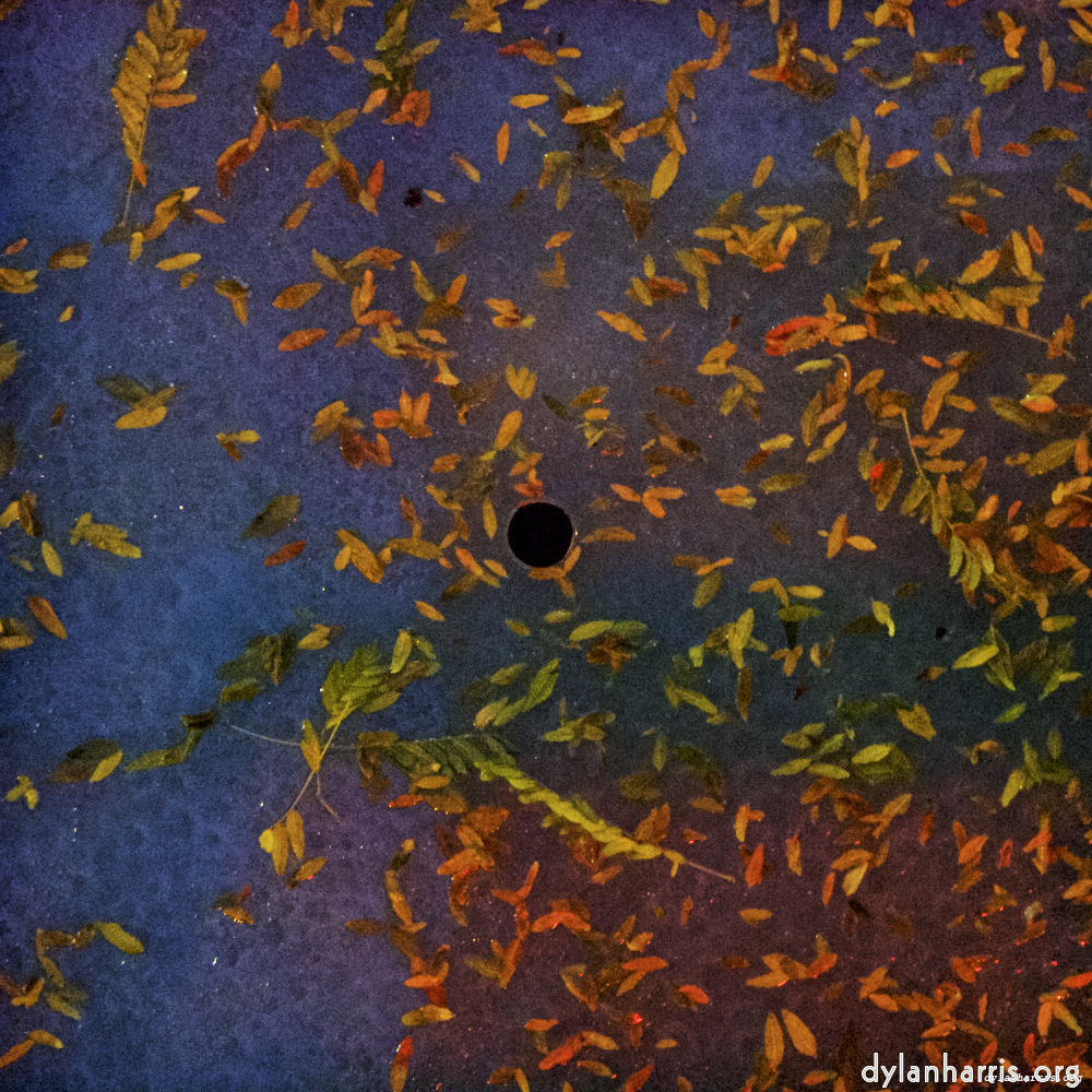 image: Image 'esch&ndash;sur&ndash;alzette (vii) 5', of daffodils.