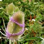 image: Image from the photoset &lsquo;rushden park&rsquo;.