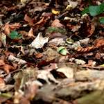 image: Image from the photoset &lsquo;graveyard (i)&rsquo;.
