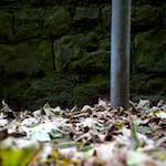 image: Image from the photoset &lsquo;graveyard (ii)&rsquo;.