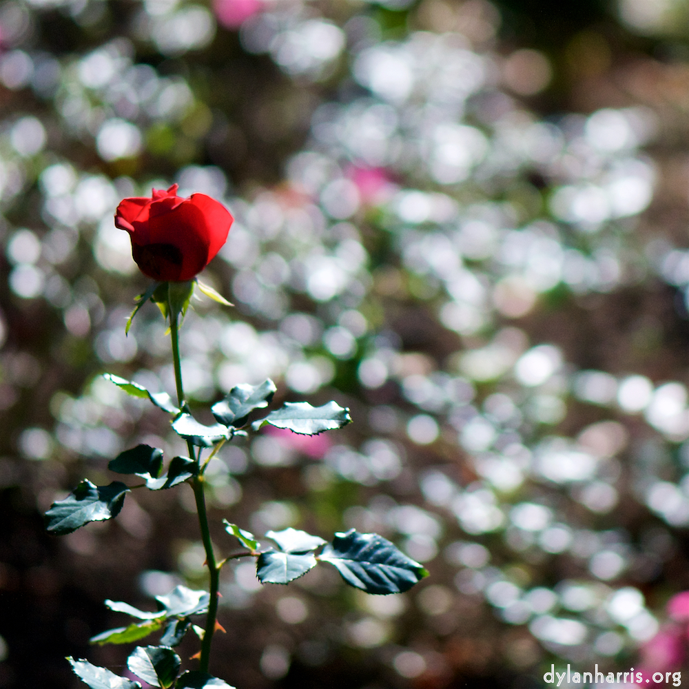 image: a sun&ndash;soaked rose
