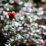 image: a sun&ndash;soaked rose