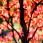 image: Image from the photoset &lsquo;parc (xxxiii)&rsquo;.