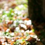 image: Image from the photoset &lsquo;parc (xxxiii)&rsquo;.