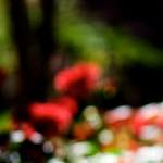 image: Image from the photoset &lsquo;parc (xxxiii)&rsquo;.