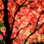 image: Image from the photoset &lsquo;parc (xxxiii)&rsquo;.