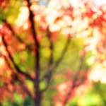 image: Image from the photoset &lsquo;parc (xxxiii)&rsquo;.