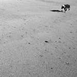image: Image from the photoset &lsquo;alnmouth (i) (RIP)&rsquo;.