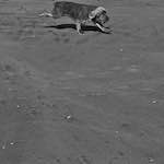 image: Image from the photoset &lsquo;alnmouth (i) (RIP)&rsquo;.