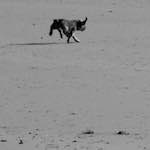 image: Image from the photoset &lsquo;alnmouth (i) (RIP)&rsquo;.