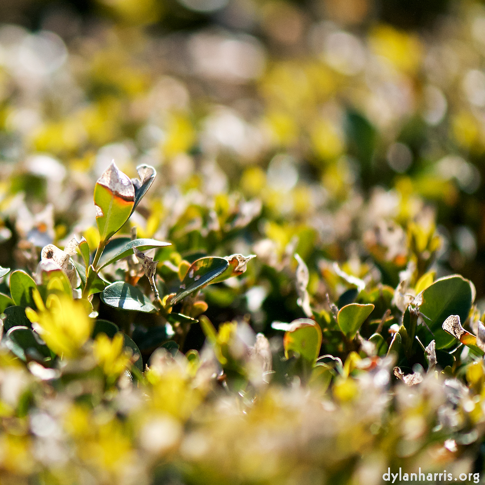 image: Image 'place&nbsp;de&nbsp;la&nbsp;r&eacute;sistance 9', at Place de la R&eacute;sistance, a does comes to see if I&rsquo;ve a treat, while behind her others are fed. This is one of the series composed to hint there&rsquo;s more to a photo than what&rsquo;s seen.