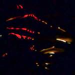 image: Image from the photoset &lsquo;amsterdam (xxv)&rsquo;.