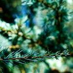 esch&ndash;uelzecht (v) photoset