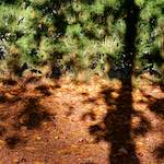 image: Image from the photoset &lsquo;autumn (iv)&rsquo;.