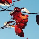 image: Image from the photoset &lsquo;autumn (iv)&rsquo;.