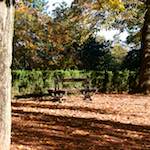 image: Image from the photoset &lsquo;autumn (iv)&rsquo;.