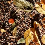 image: Image from the photoset &lsquo;autumn (iv)&rsquo;.