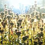 image: Image from the photoset &lsquo;autumn (iv)&rsquo;.