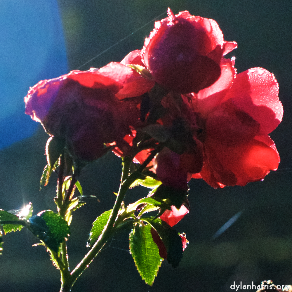 Image 'flower (xxxii) 6'.