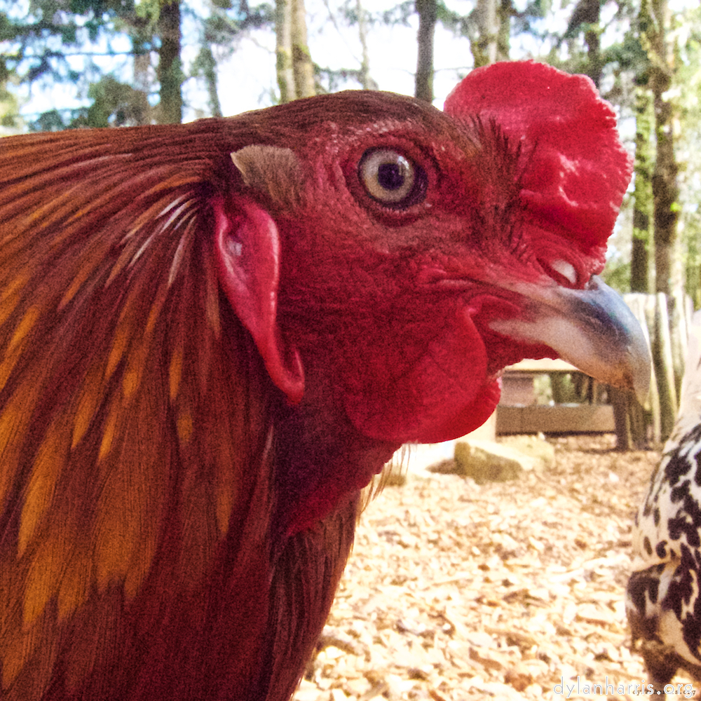 image: Image 'esch&ndash;sur&ndash;alzette (ii) 3', at Escher D&eacute;ierepark, the head and crest of a chicken.