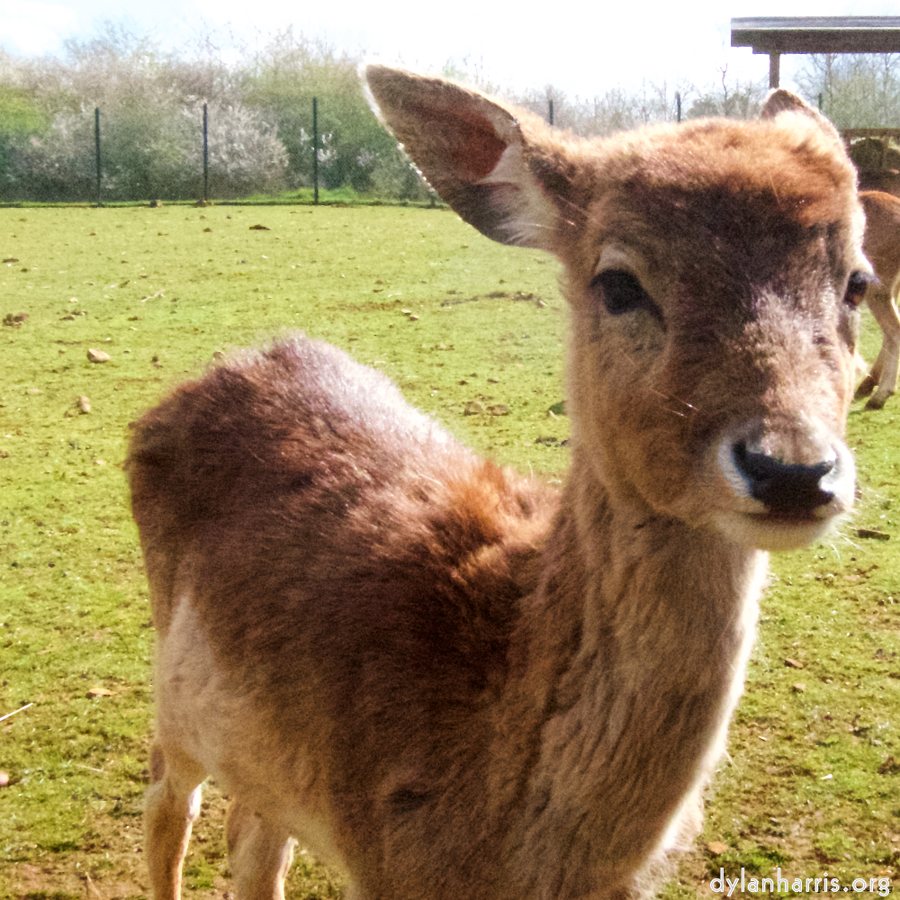image: Image 'esch&ndash;sur&ndash;alzette (ii) 4', at Escher D&eacute;ierepark, a doe realises I&rsquo;ve no treats.