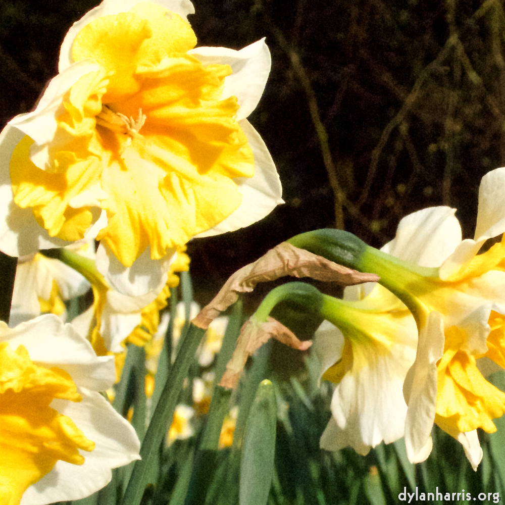 image: Image 'esch&ndash;sur&ndash;alzette (ii) 5', of daffodils.