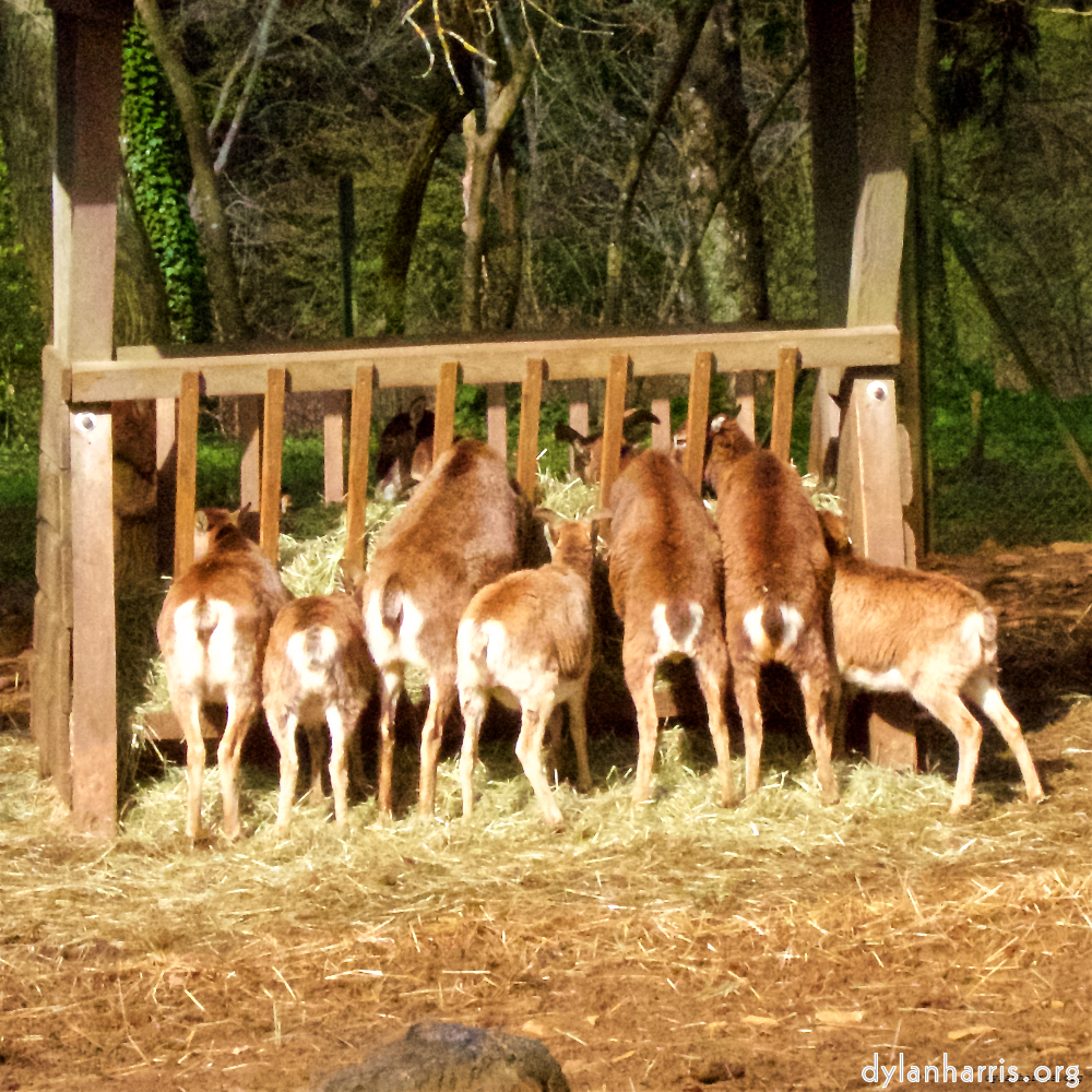 image: Image 'esch&ndash;sur&ndash;alzette (ii) 6', at Escher D&eacute;ierepark, of deer feeding.
