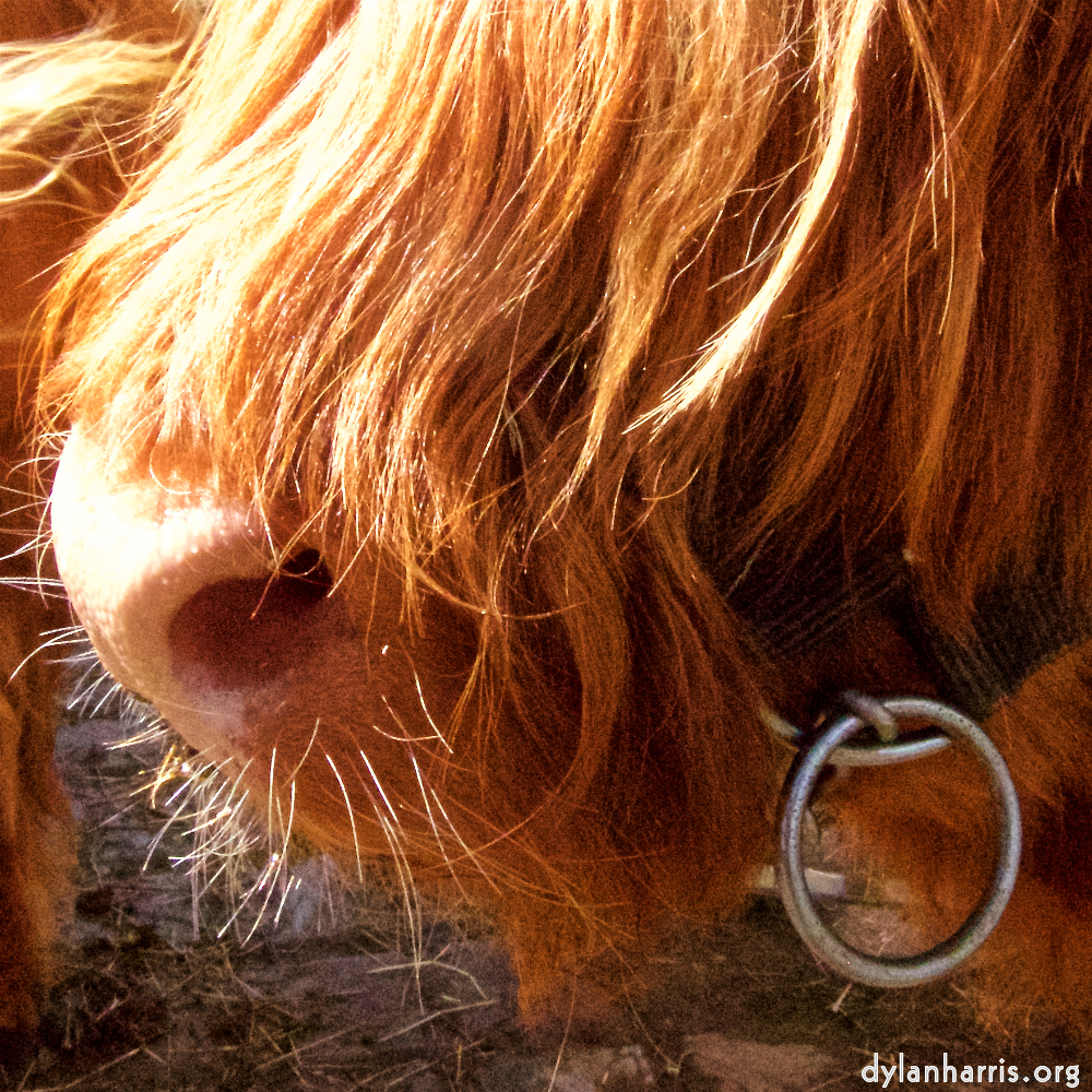 image: Image 'esch&ndash;sur&ndash;alzette (ii) 7', at Escher D&eacute;ierepark, the snout of a highland bull.