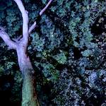 image: Image from the photoset &lsquo;nuit (iii)&rsquo;.