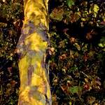image: Image from the photoset &lsquo;nuit (iii)&rsquo;.