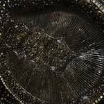 image: Image from the photoset &lsquo;elephant (iii)&rsquo;.
