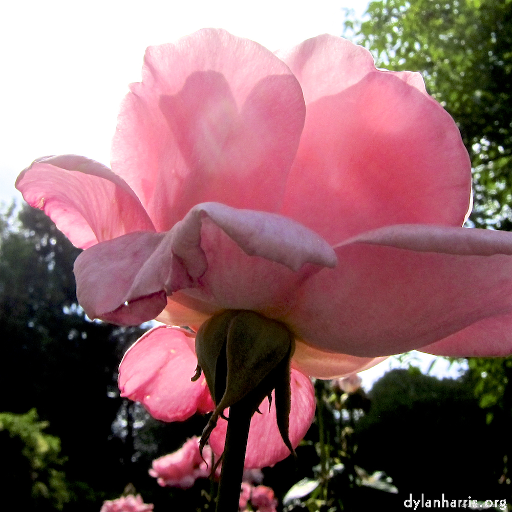 image: Voici &lsquo;fleurs&nbsp;d&rsquo;esch (lxix) 5&rsquo;.