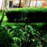 image: Image from the photoset &lsquo;parc (xx)&rsquo;.