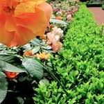 image: Image from the photoset &lsquo;parc (xx)&rsquo;.