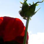 image: Image from the photoset &lsquo;parc (xx)&rsquo;.