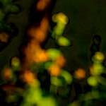 image: Image from the photoset &lsquo;parc (xxvi)&rsquo;.