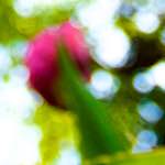 image: Image from the photoset &lsquo;parc (xxvi)&rsquo;.