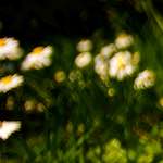 image: Image from the photoset &lsquo;parc (xxvi)&rsquo;.