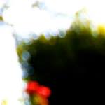 image: Image from the photoset &lsquo;parc (xxvi)&rsquo;.