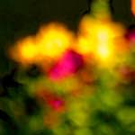 image: Image from the photoset &lsquo;parc (xxvi)&rsquo;.